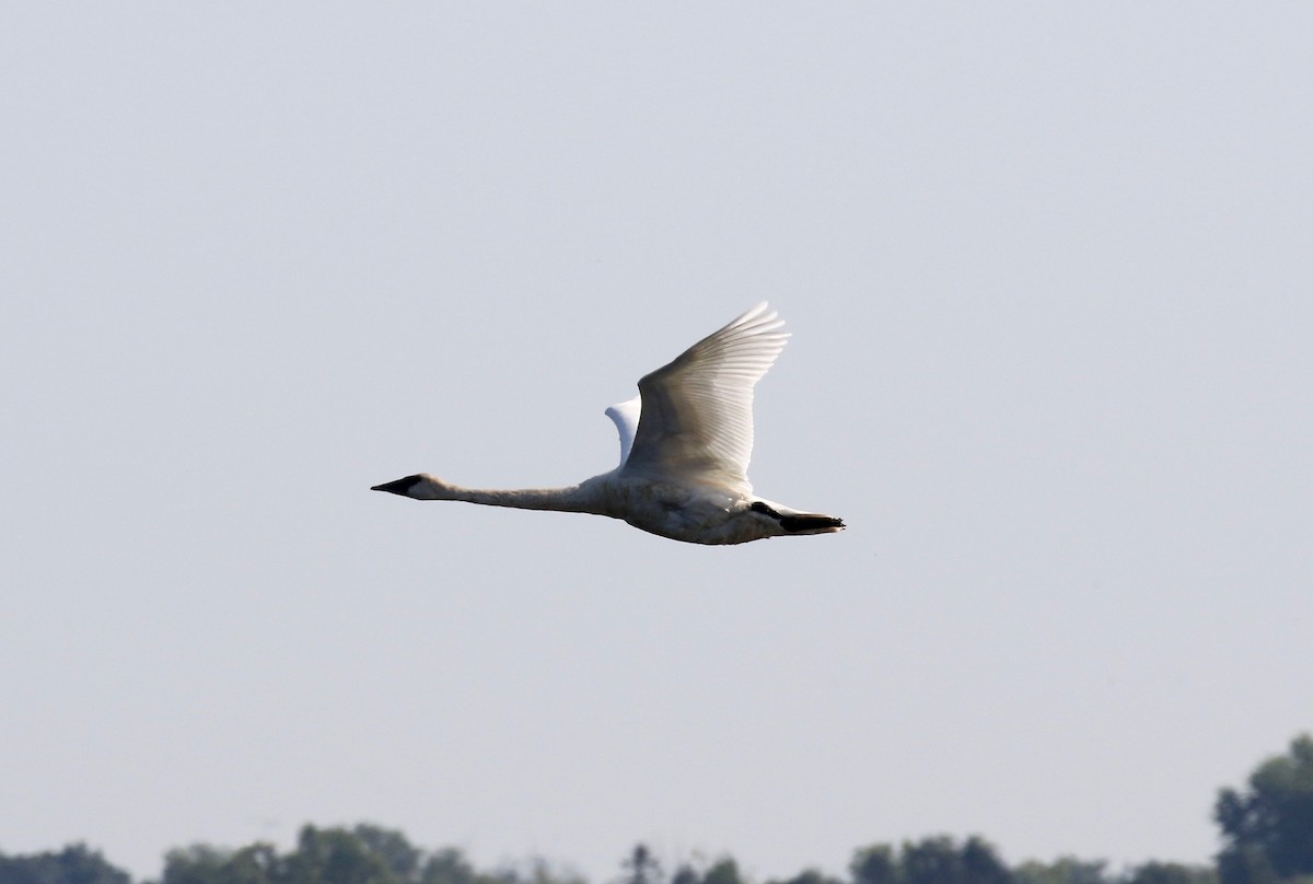 Trumpeter Swan - ML623288419