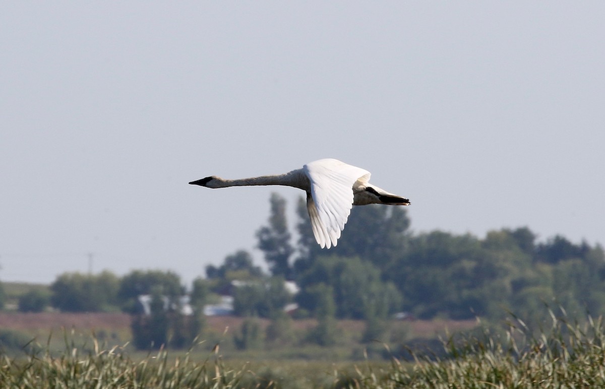 Trumpeter Swan - ML623288420