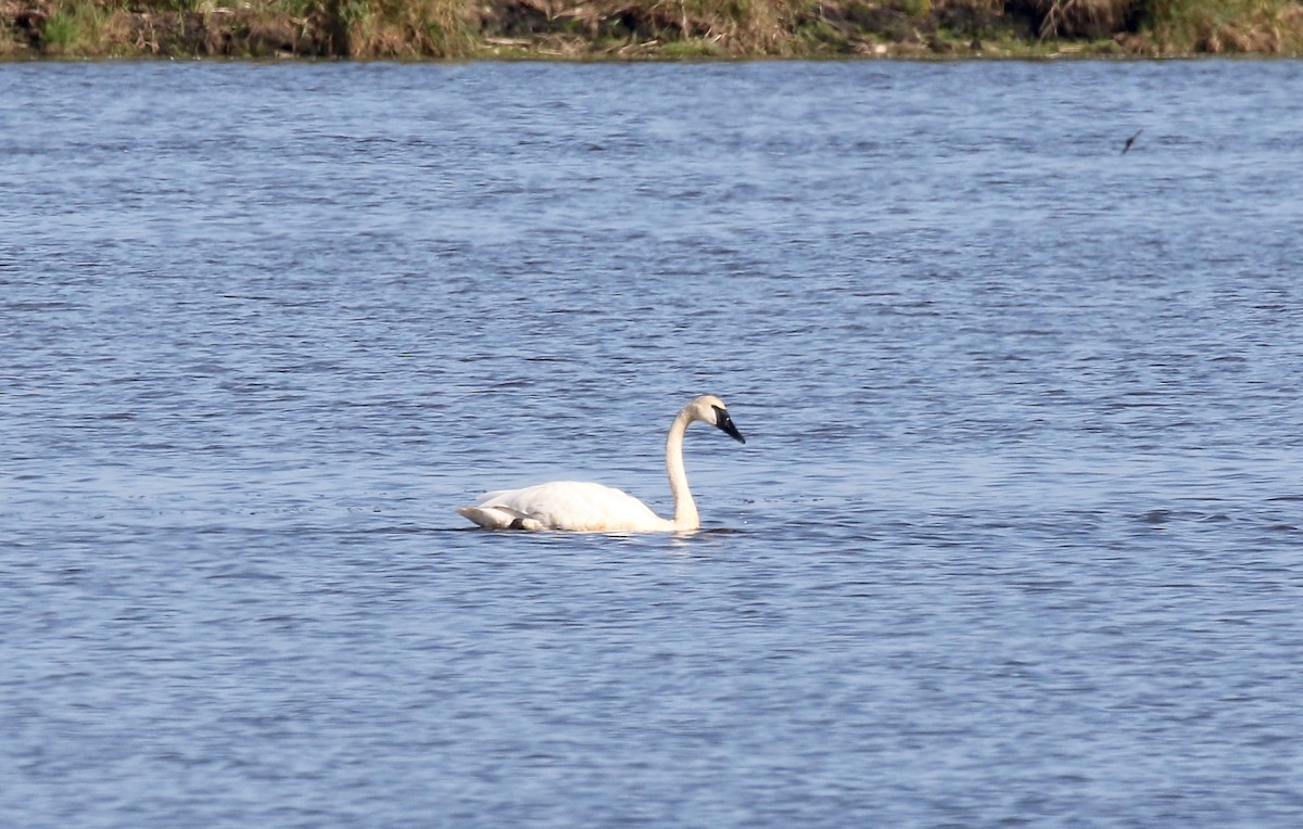 Trumpeter Swan - ML623288421