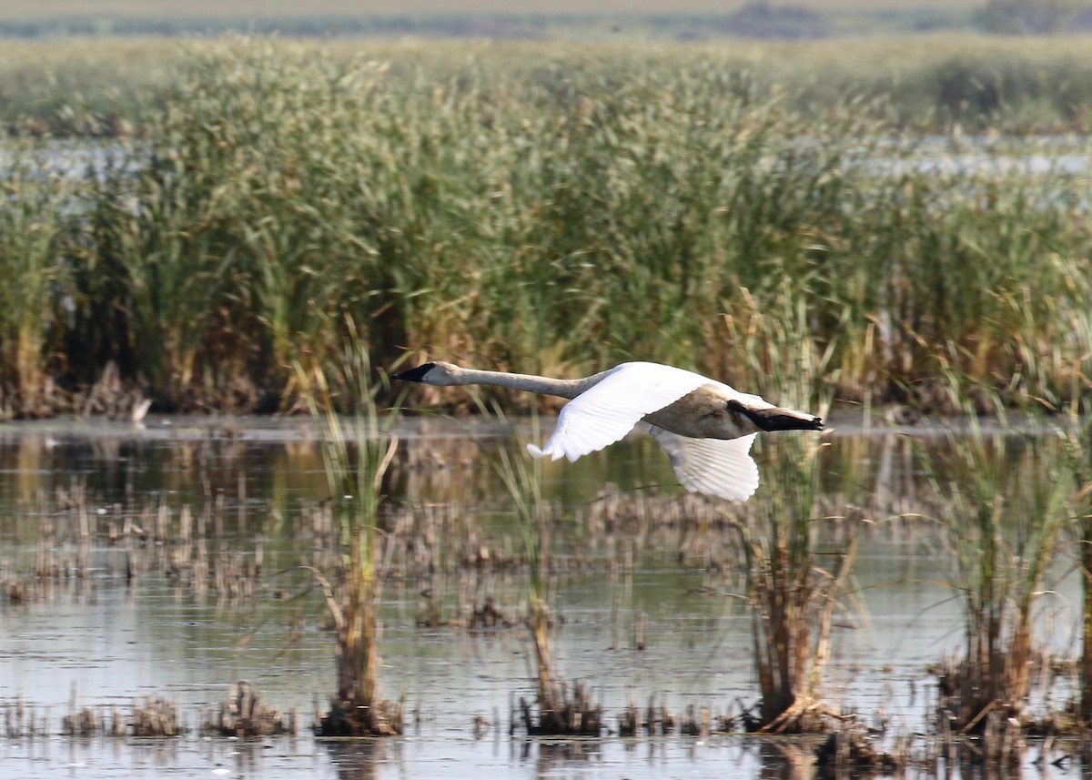 Trumpeter Swan - Sandy Vorpahl