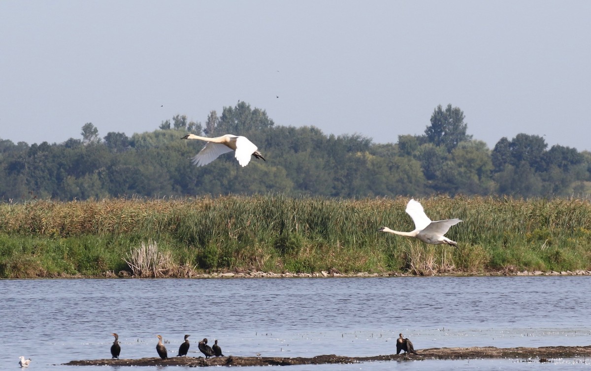 Trumpeter Swan - ML623288423