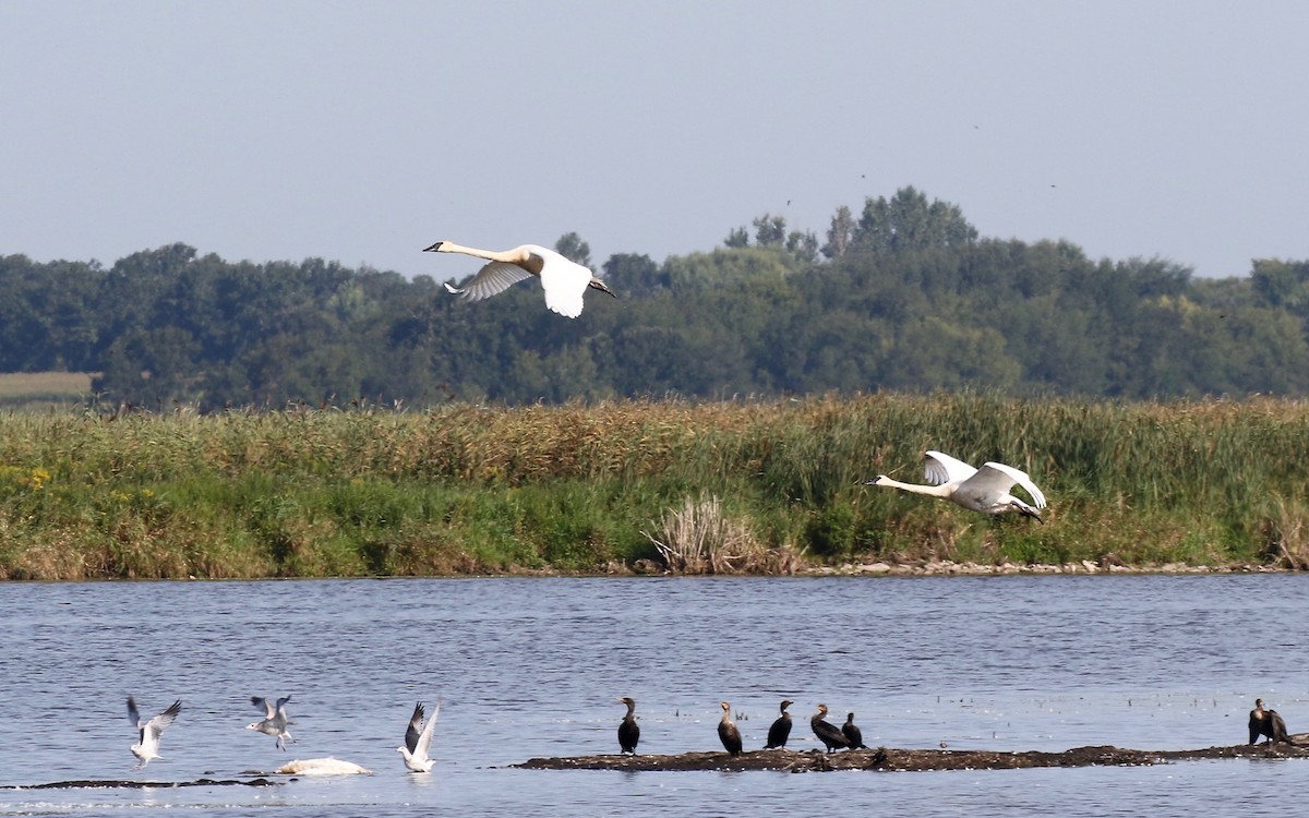 Trumpeter Swan - Sandy Vorpahl