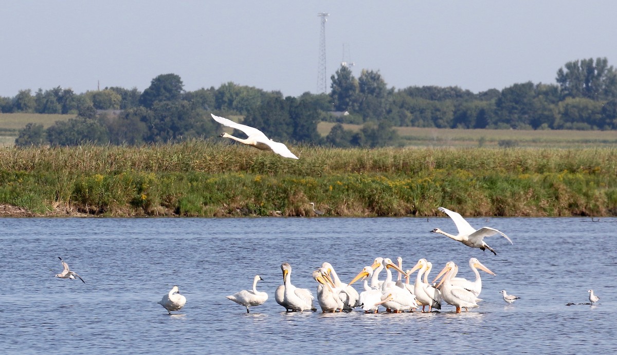 Trumpeter Swan - ML623288425