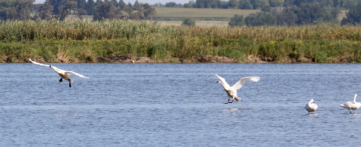 Trumpeter Swan - ML623288426