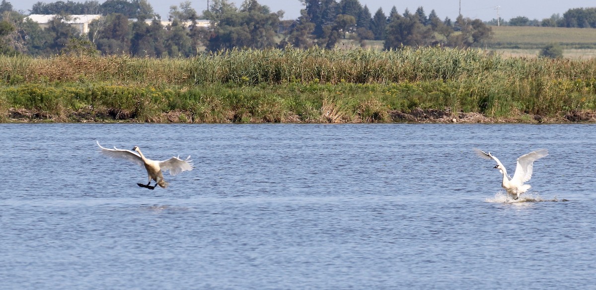 Trumpeter Swan - ML623288428