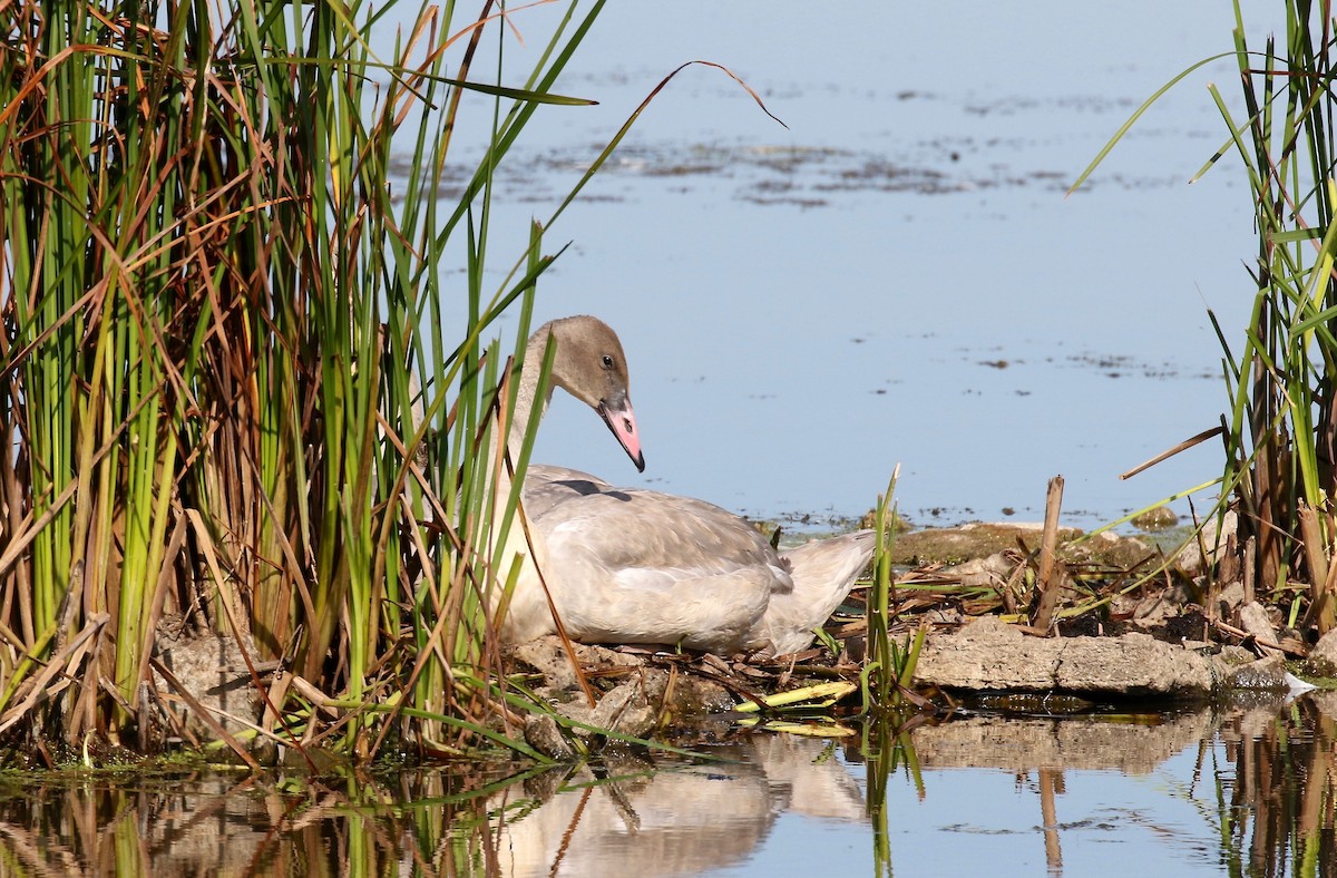 Trumpeter Swan - ML623288432