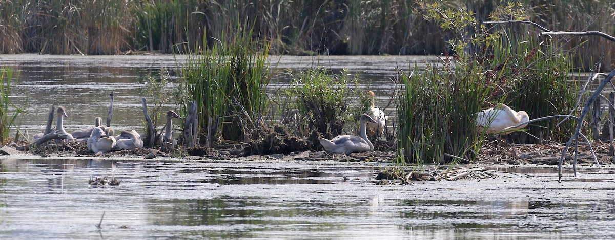 Trumpeter Swan - ML623288433