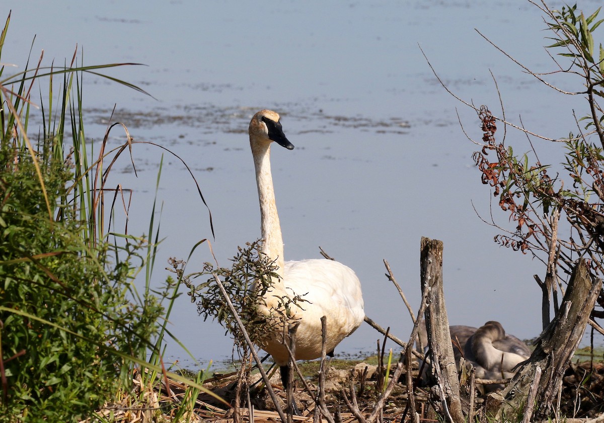 Trumpeter Swan - ML623288434