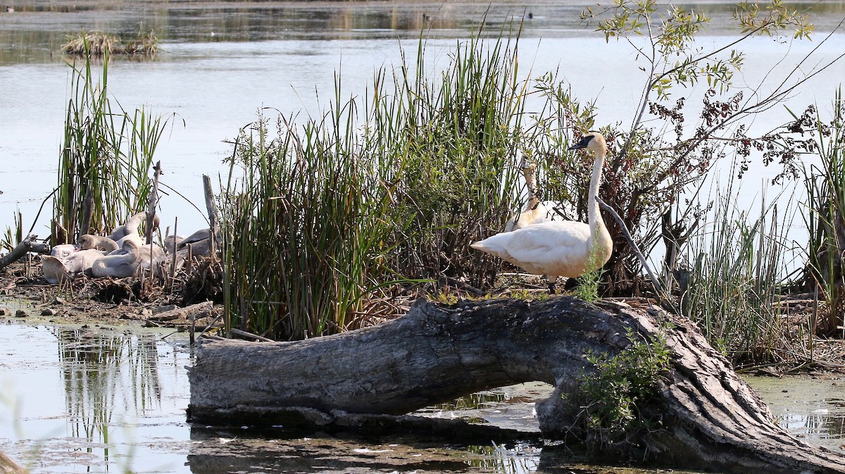 Trumpeter Swan - ML623288436