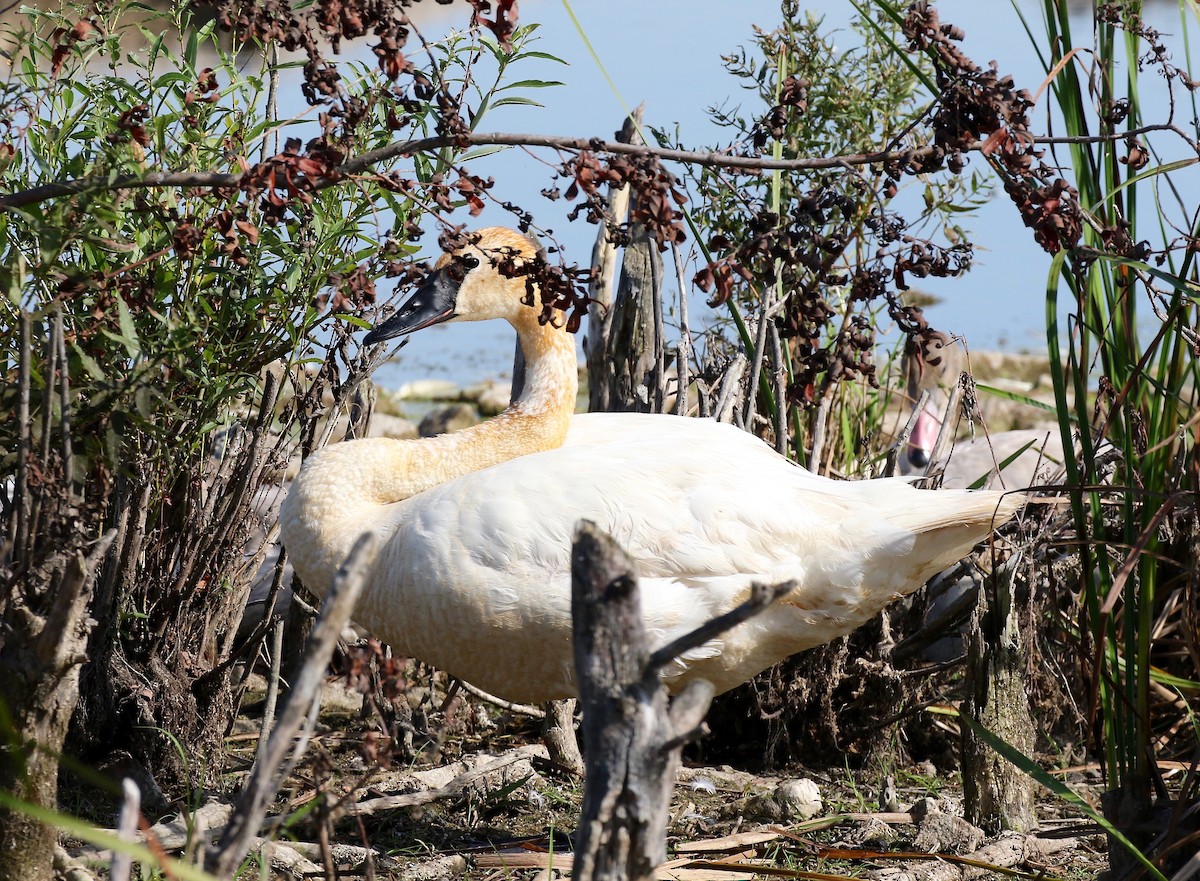 Trumpeter Swan - ML623288437