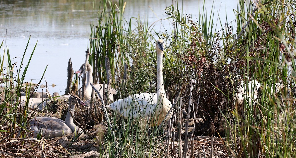 Trumpeter Swan - ML623288441