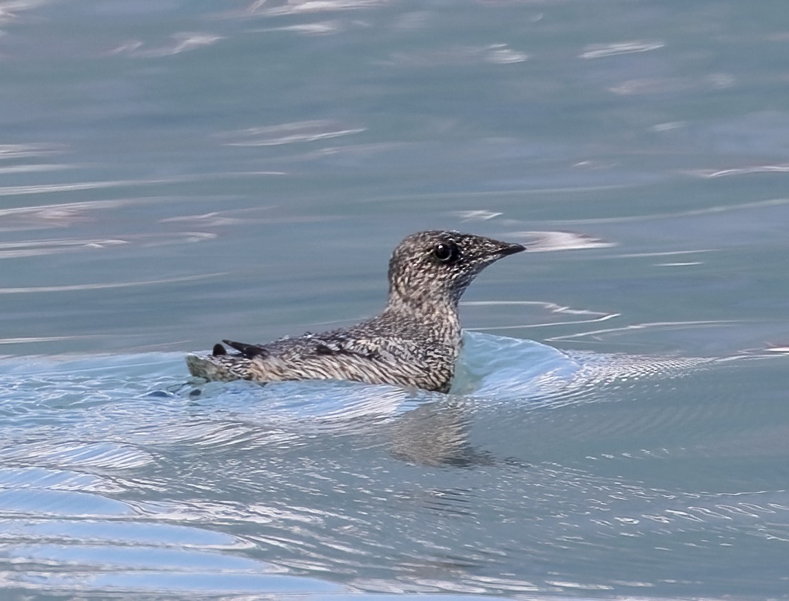 Kittlitz's Murrelet - ML623288463