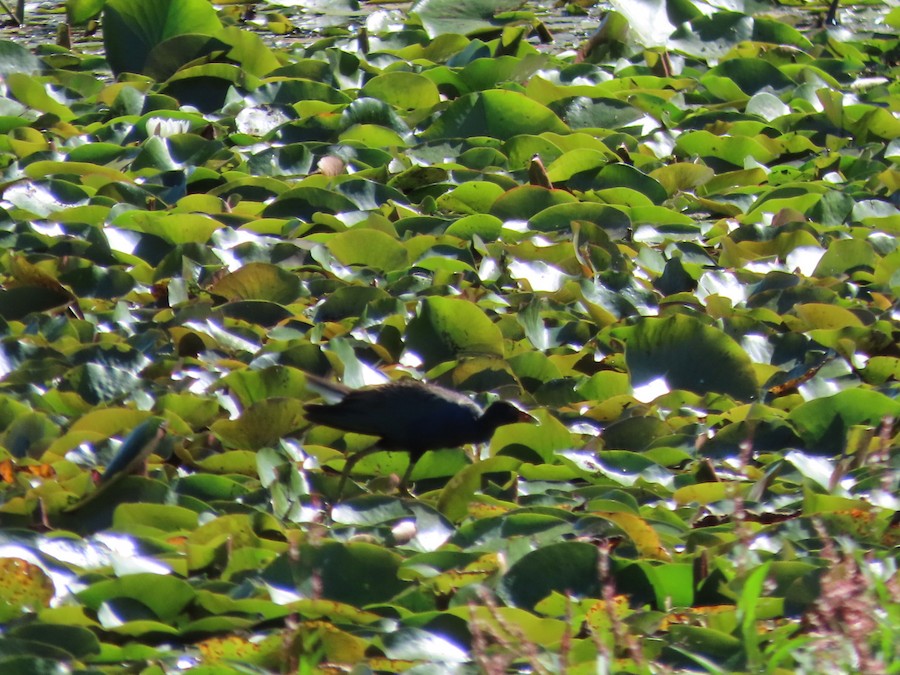 Purple Gallinule - Ruth Bergstrom