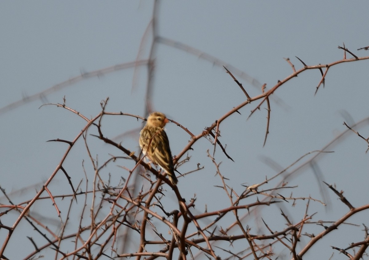 Shaft-tailed Whydah - Anonymous