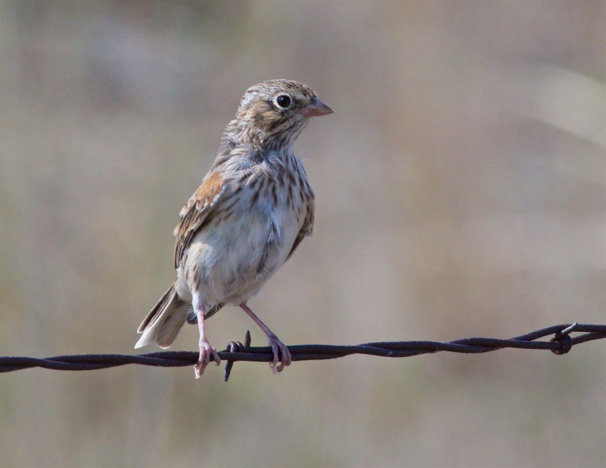 Vesper Sparrow - ML623288638