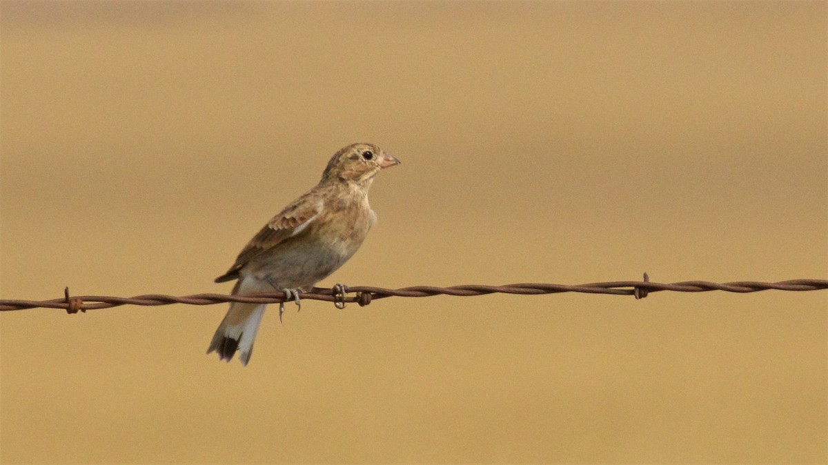 Thick-billed Longspur - ML623288723