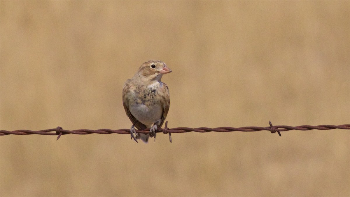 Thick-billed Longspur - ML623288724