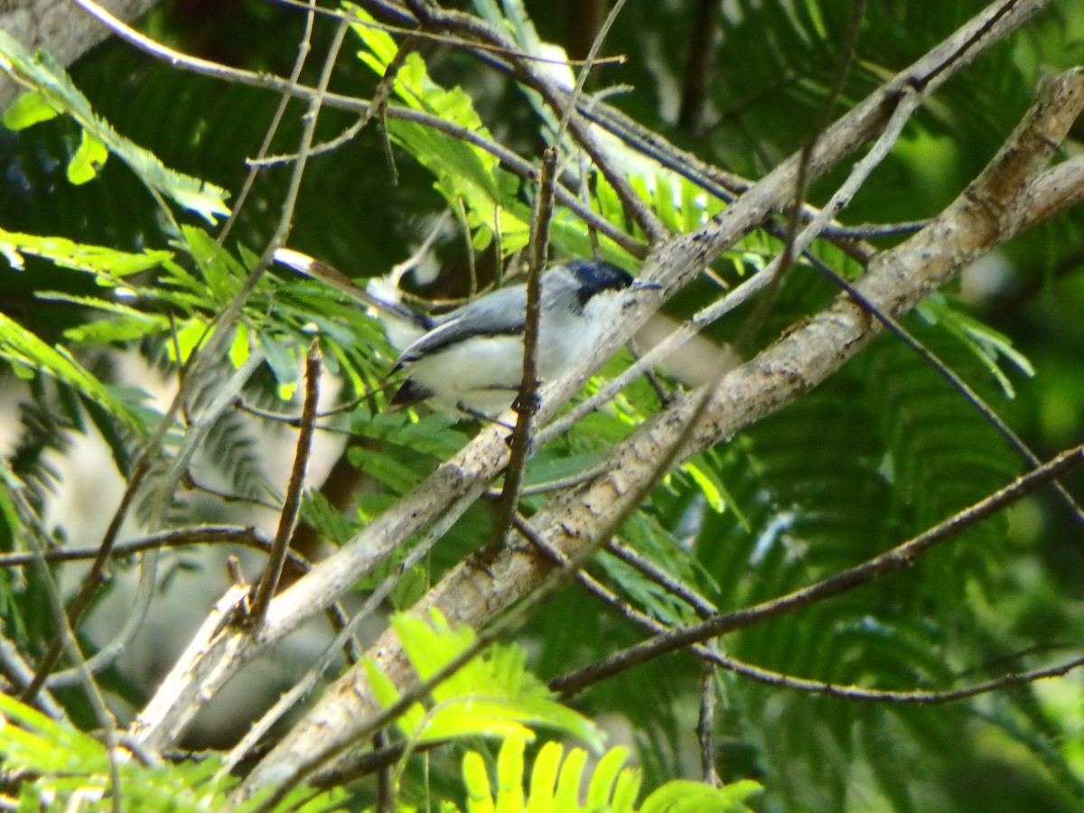 Tropical Gnatcatcher - Edouard Paiva