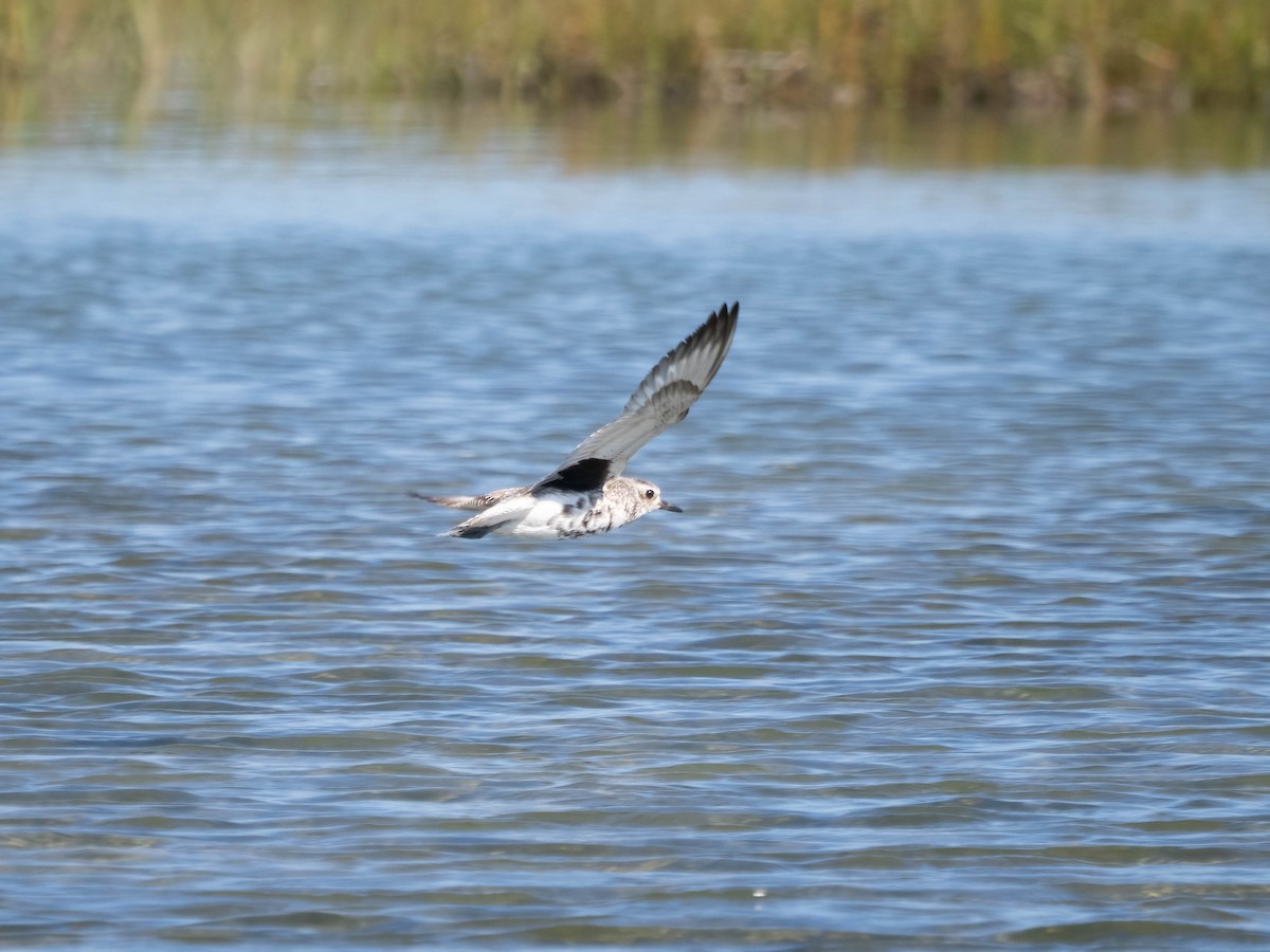 Black-bellied Plover - Allen Schenck