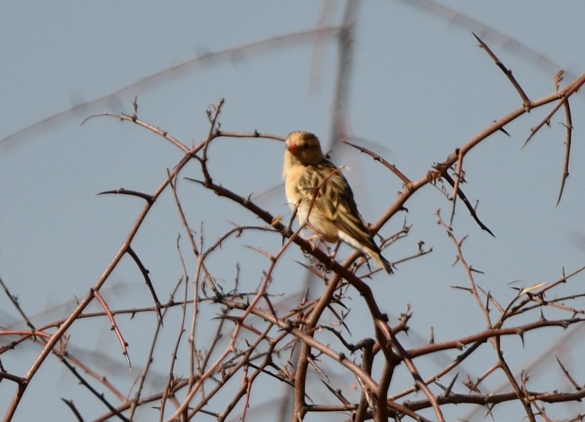 Shaft-tailed Whydah - ML623288789