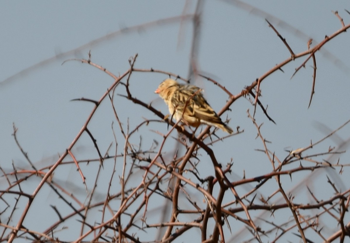 Shaft-tailed Whydah - Anonymous