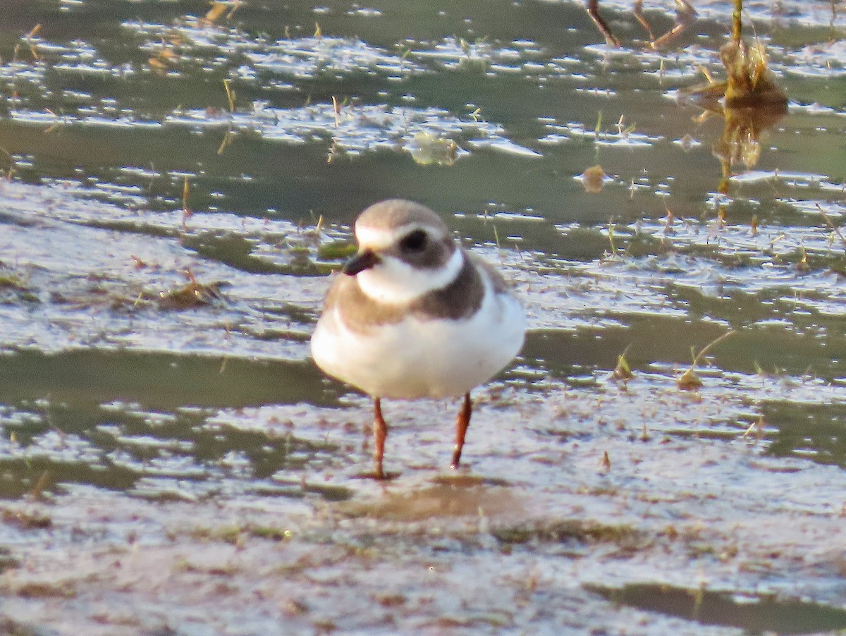 Semipalmated Plover - ML623288838