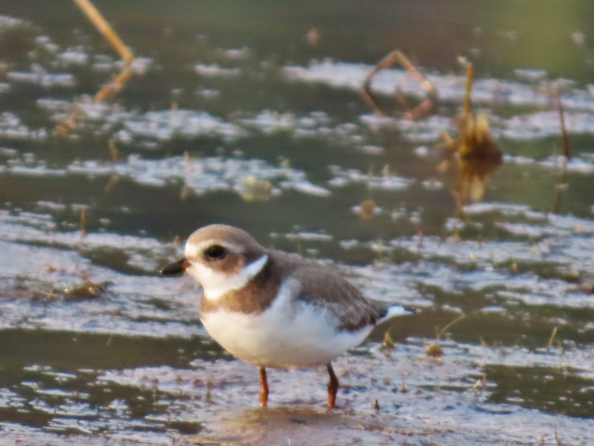 Semipalmated Plover - ML623288839