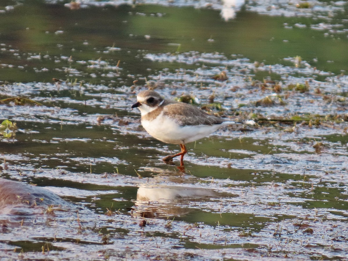 Semipalmated Plover - ML623288841