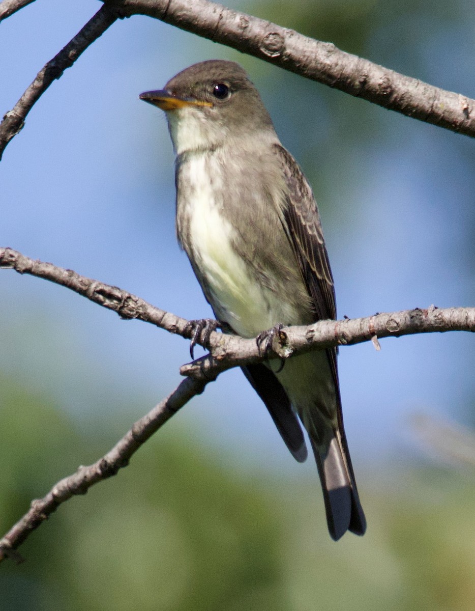 Olive-sided Flycatcher - ML623288884