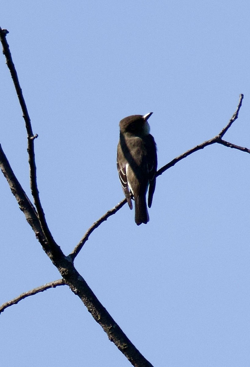 Olive-sided Flycatcher - ML623288892