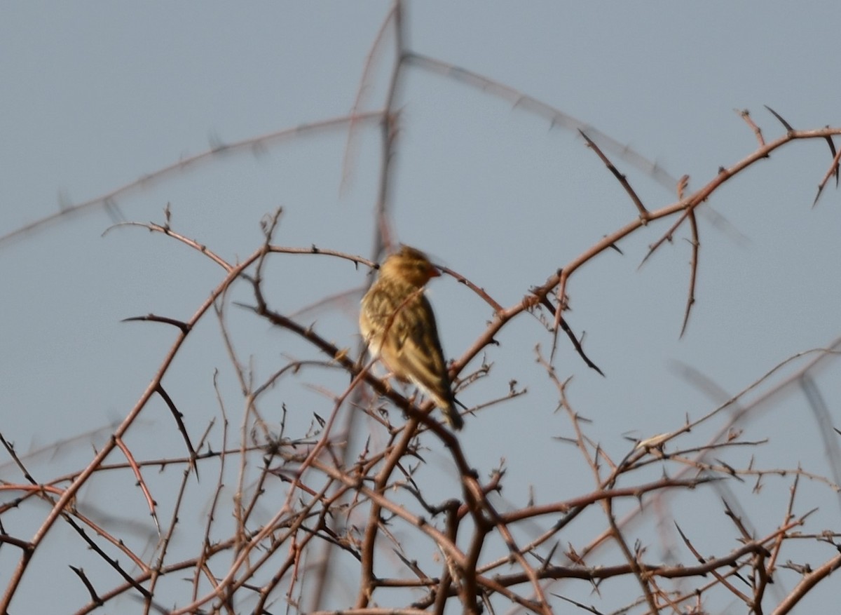 Shaft-tailed Whydah - ML623288920