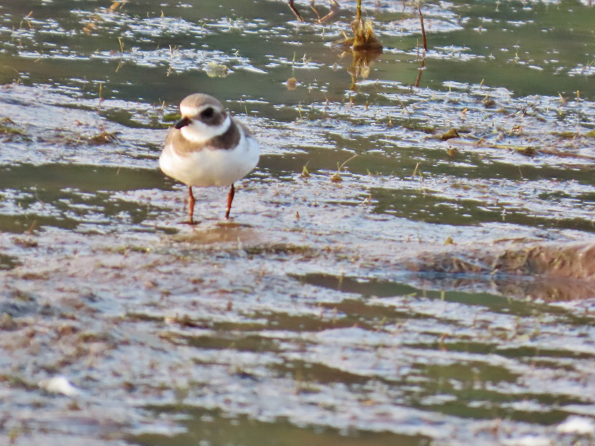 Semipalmated Plover - ML623289019