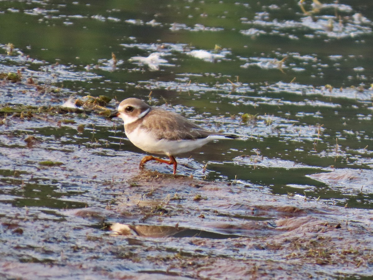 Semipalmated Plover - ML623289020