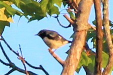 Black-throated Blue Warbler - ML623289038