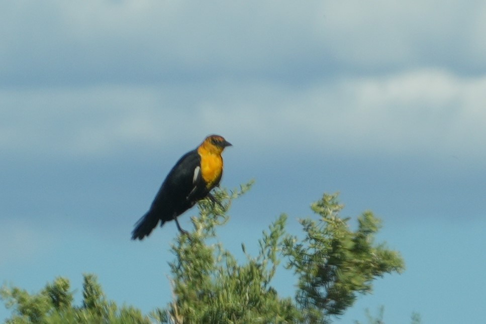 Yellow-headed Blackbird - ML623289088