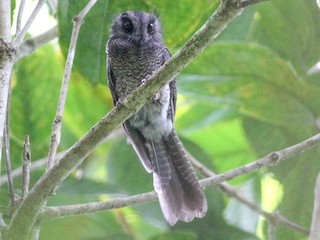 Karimui Owlet-nightjar - Aegotheles terborghi - Birds of the World