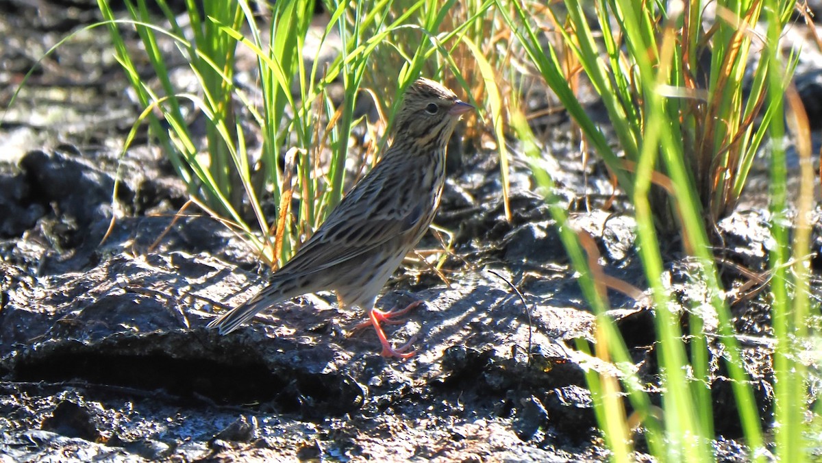Savannah Sparrow - ML623289186