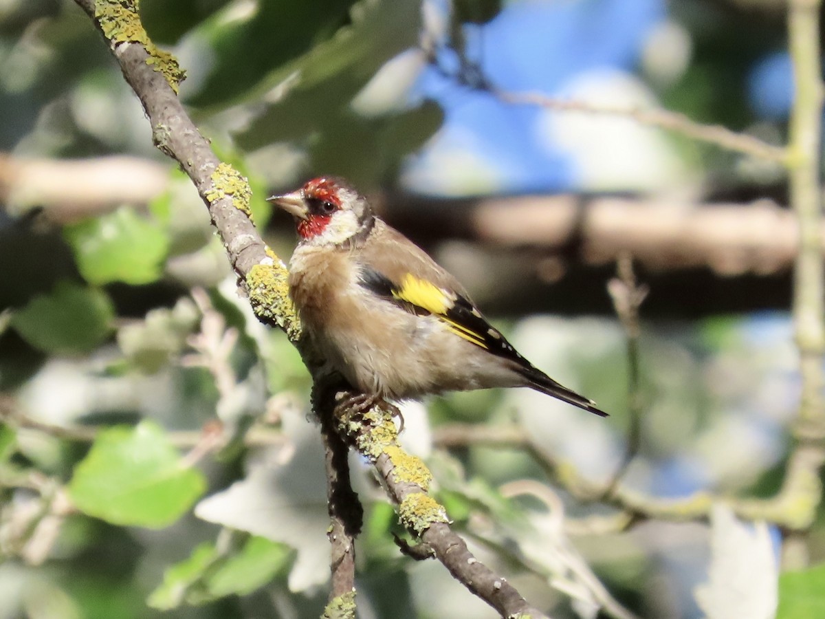 European Goldfinch - ML623289241