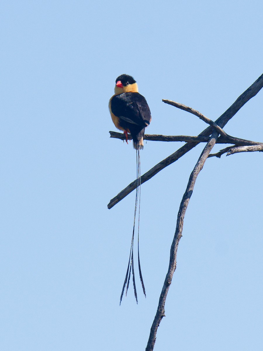 Shaft-tailed Whydah - ML623289277