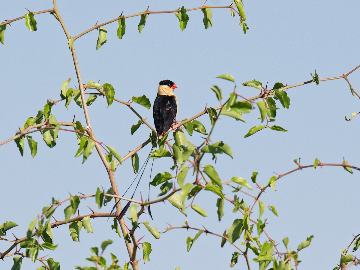 Shaft-tailed Whydah - ML623289280