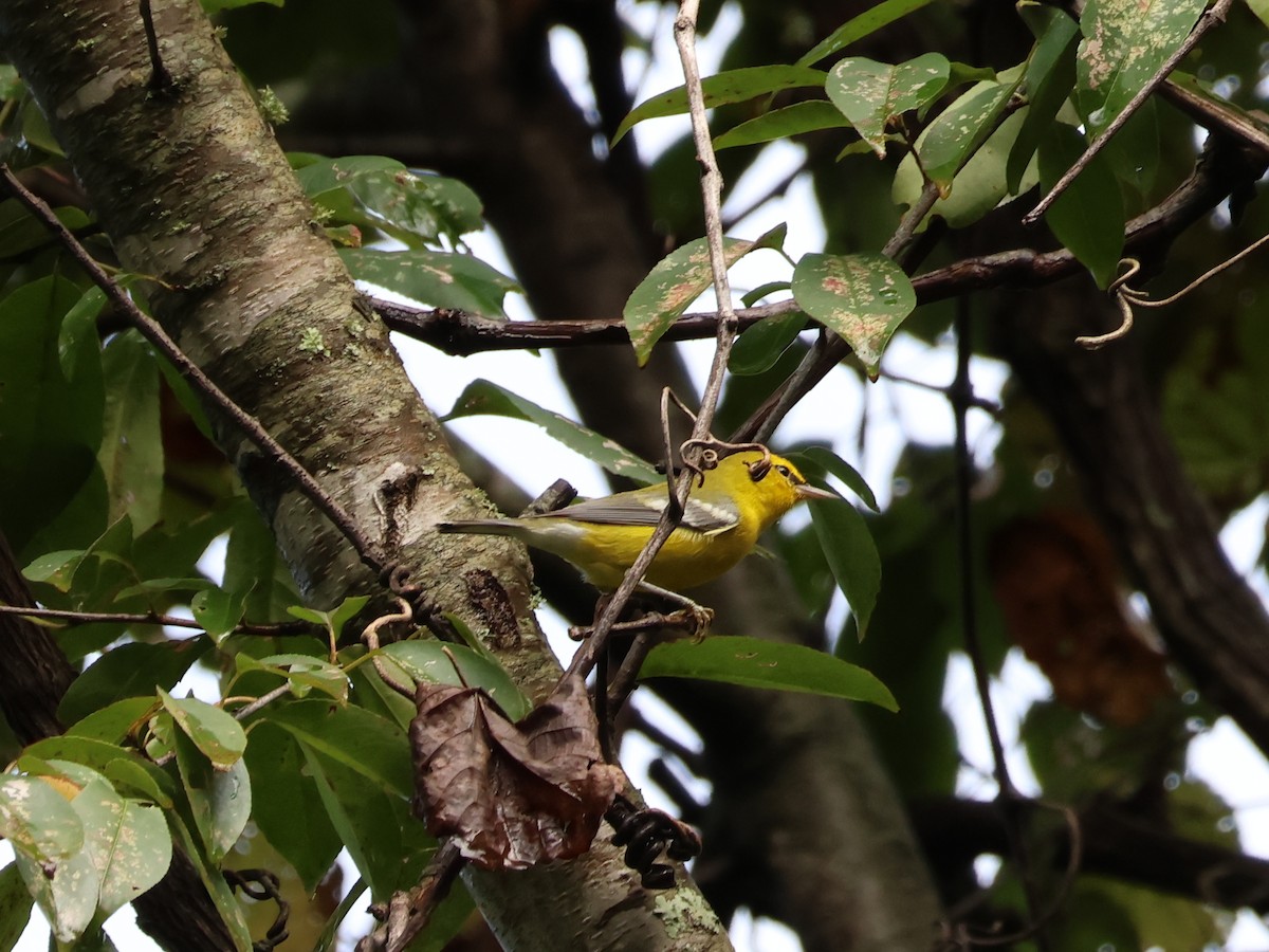 Blue-winged Warbler - ML623289285