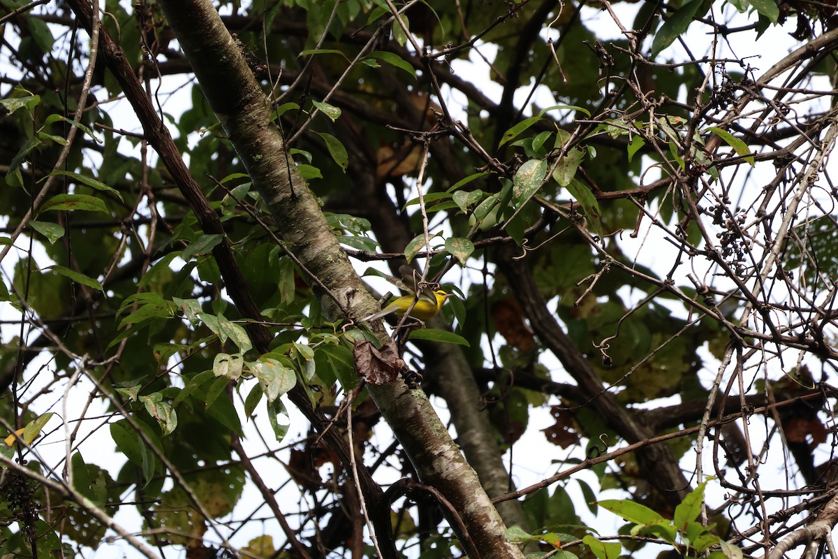 Blue-winged Warbler - ML623289287