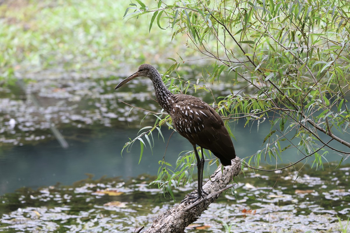 Limpkin - Eric Bosch