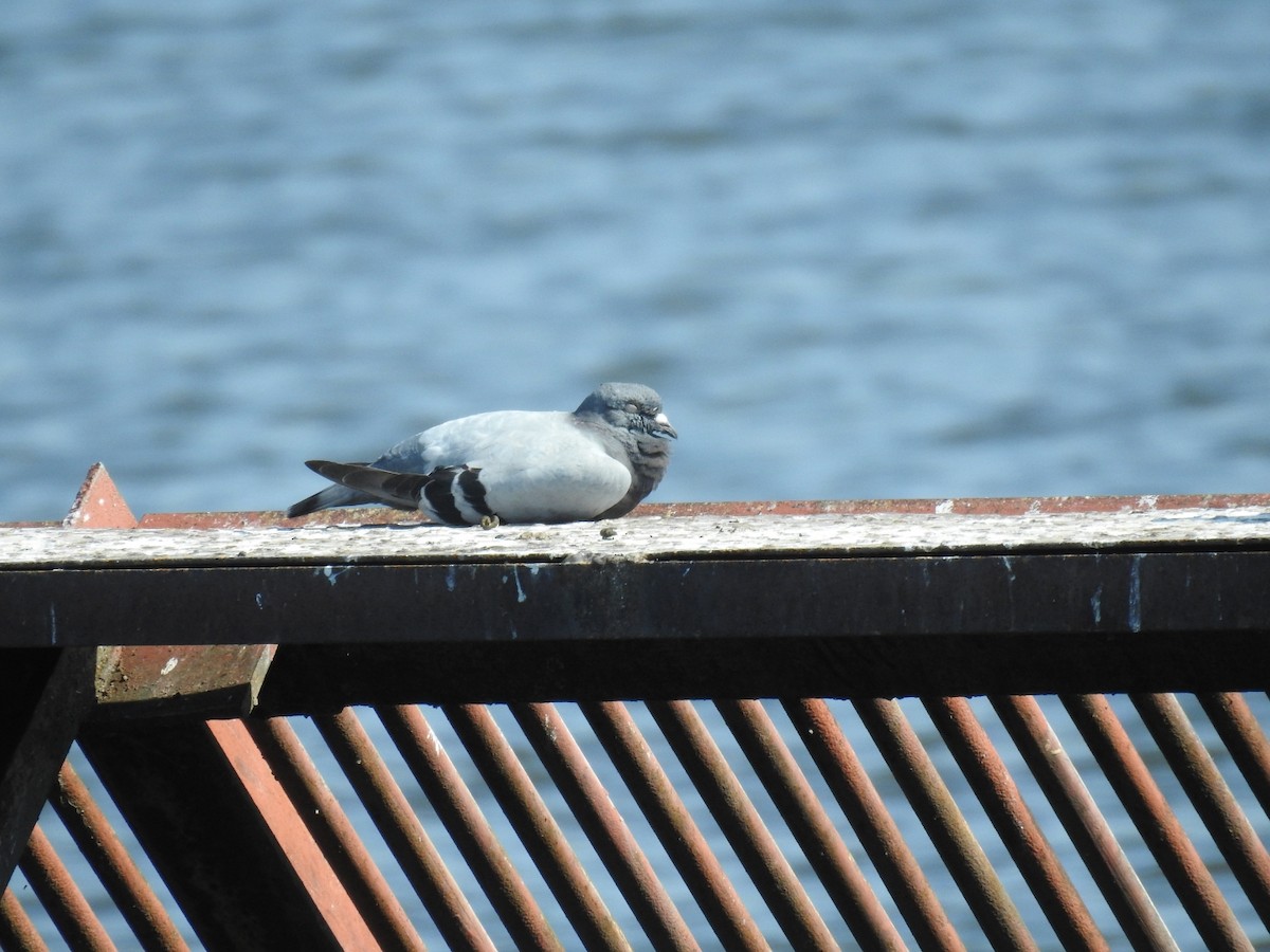 Rock Pigeon (Feral Pigeon) - ML623289298