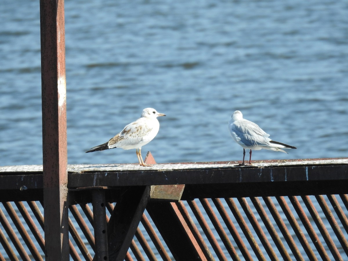 Black-headed Gull - ML623289305