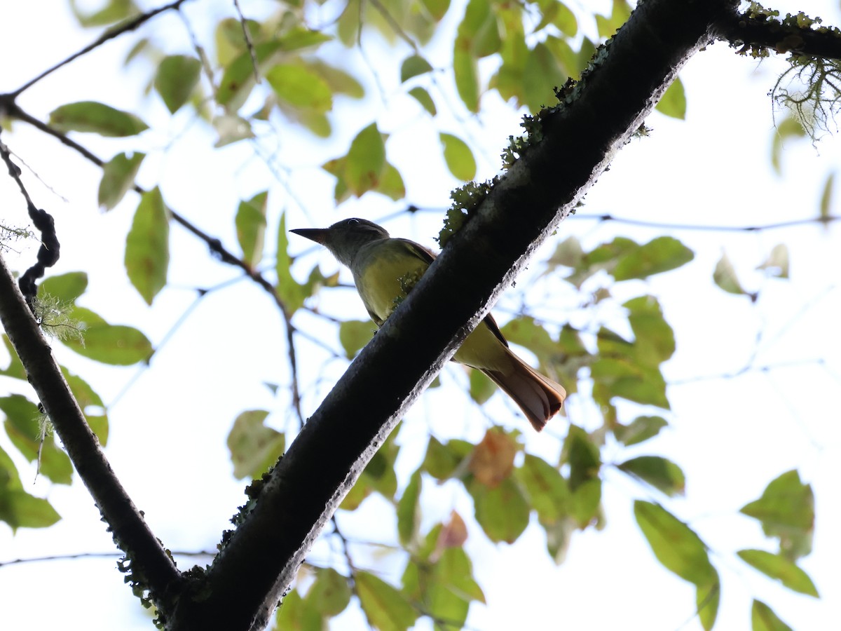 Great Crested Flycatcher - ML623289331