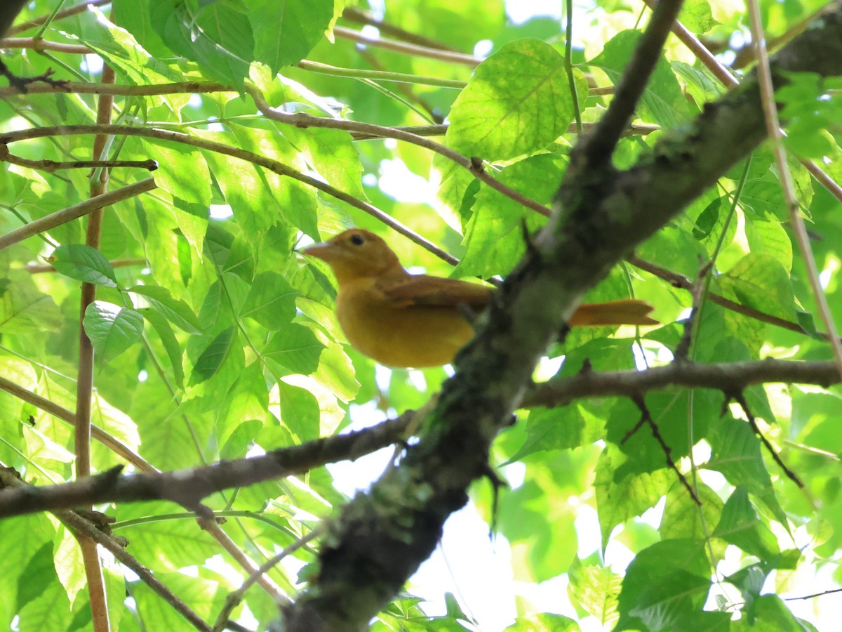 Summer Tanager - ML623289337