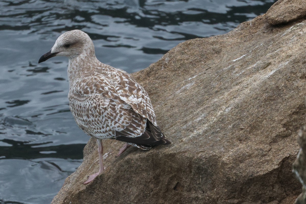 Herring Gull - ML623289367