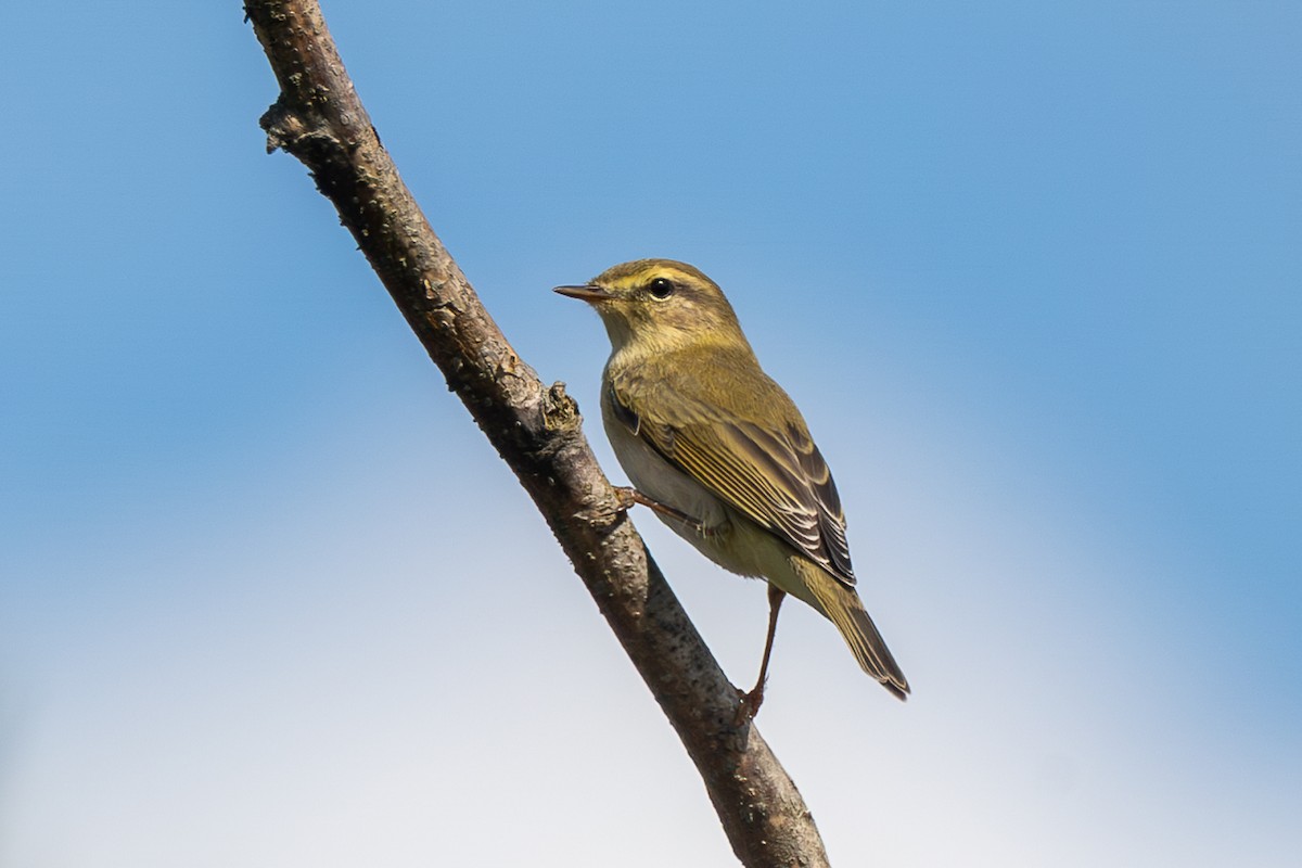 Willow Warbler - Grégoire Duffez