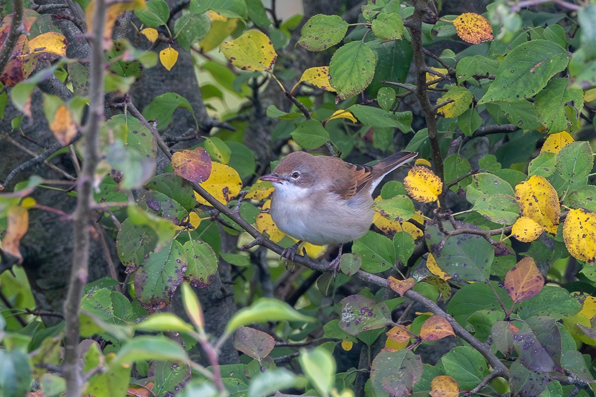 סבכי קוצים - ML623289383